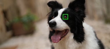 Example image showing subject type (dog) recognisable by the camera’s AI