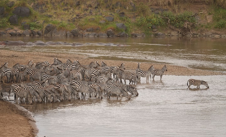 Example image of herd of zebras atthe water's edge