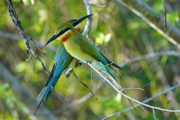 Imagem de duas aves