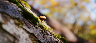 A photo of tiny mushroom taken from close and low position. The focus is on the mushroom and there is beautiful melting bokeh on the background