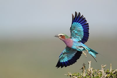 Exemplo de fotografia de uma ave com penas azuis a bater as asas