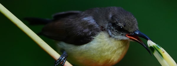 Fotografia de uma pequena ave