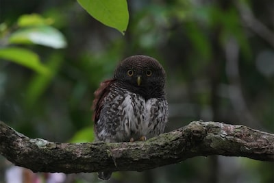 Fotografia de uma pequena coruja pousada num ramo