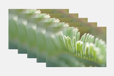 Várias fotografias de plantas tiradas com AF bracketing